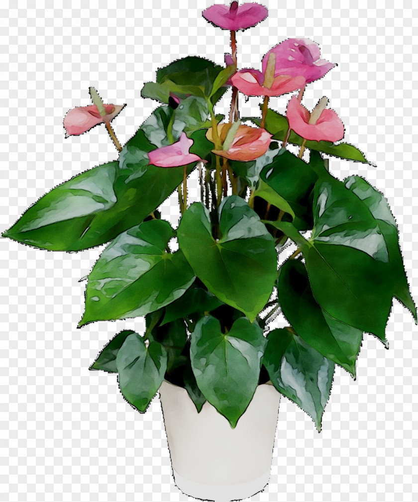 Floral Design Cut Flowers Flowerpot Leaf Plant Stem PNG