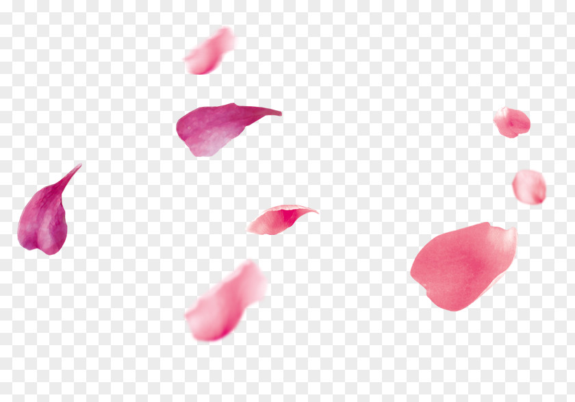 Peach Petals Floating Petal Pink PNG