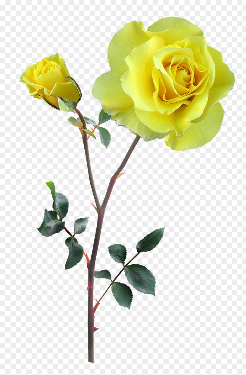 Rose Clip Art Stock.xchng Image Drawing PNG