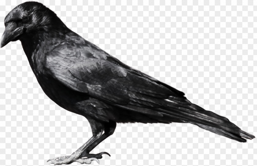 Six Crows Clip Art American Crow Image PNG