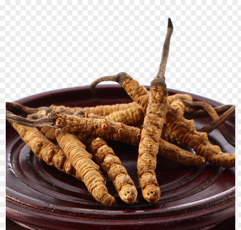 Tibet's Nagqu Cordyceps Chinese Medicine Herbs Caterpillar Fungus Traditional Tibetan PNG