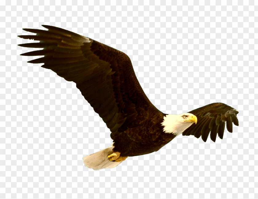 Eagle Bald Bird Clip Art PNG