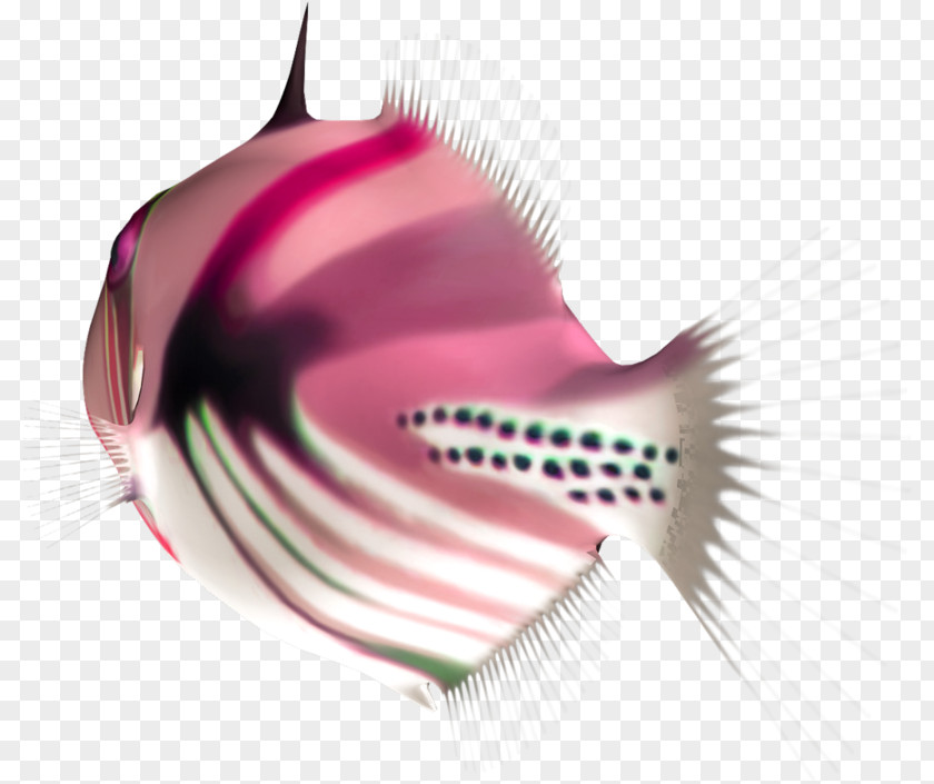 Fish Image Download Animal PNG