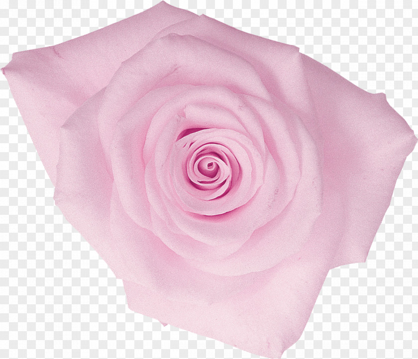 Lilac Flower Centifolia Roses Rosaceae Garden Pink PNG