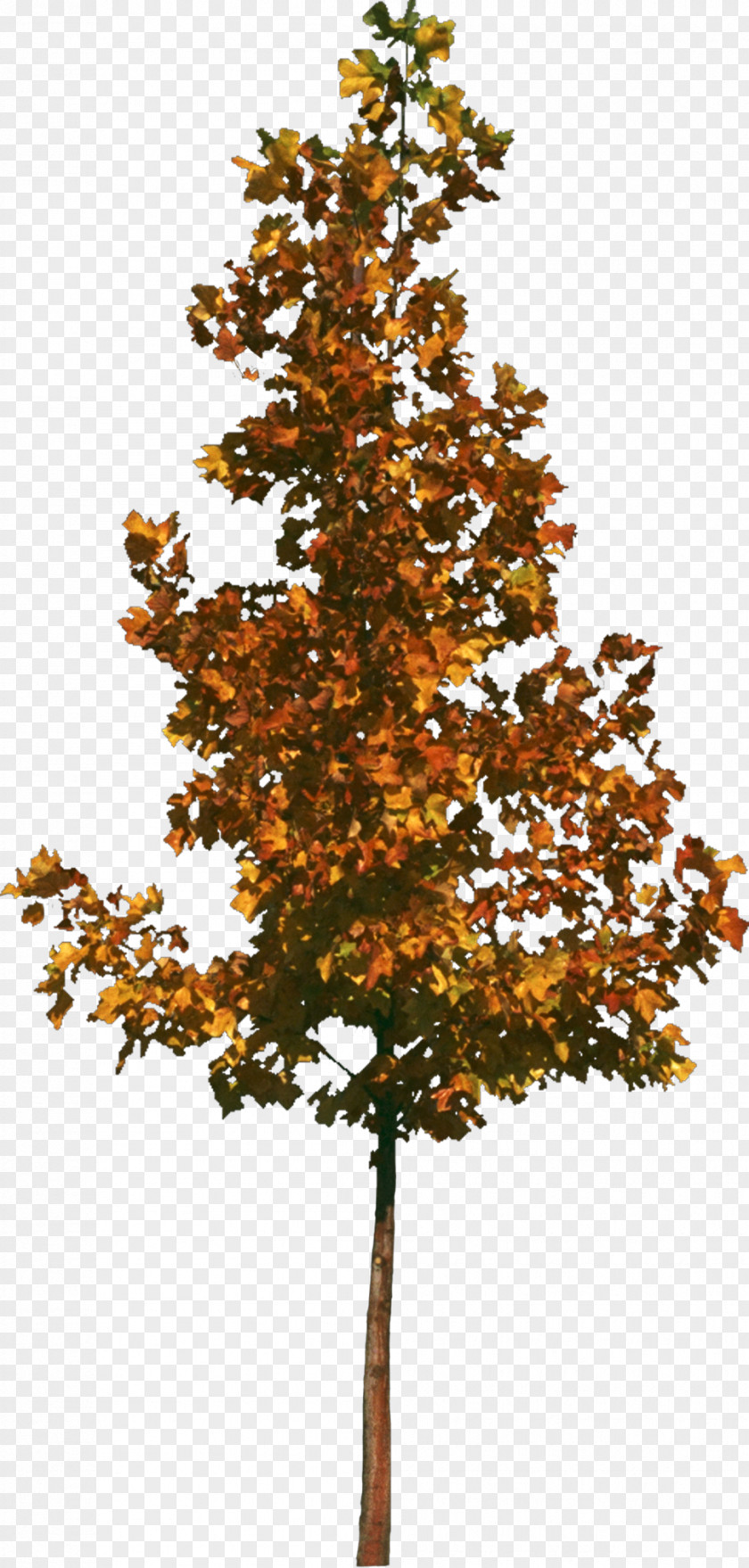 Bushes Tree Texture Mapping 3D Computer Graphics PNG