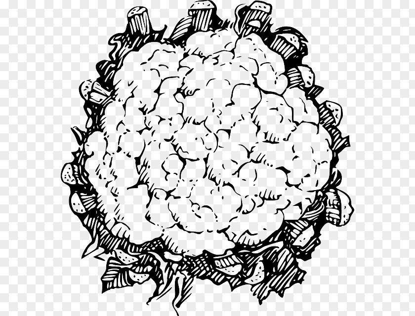 Cauliflower Line Art Drawing Clip PNG