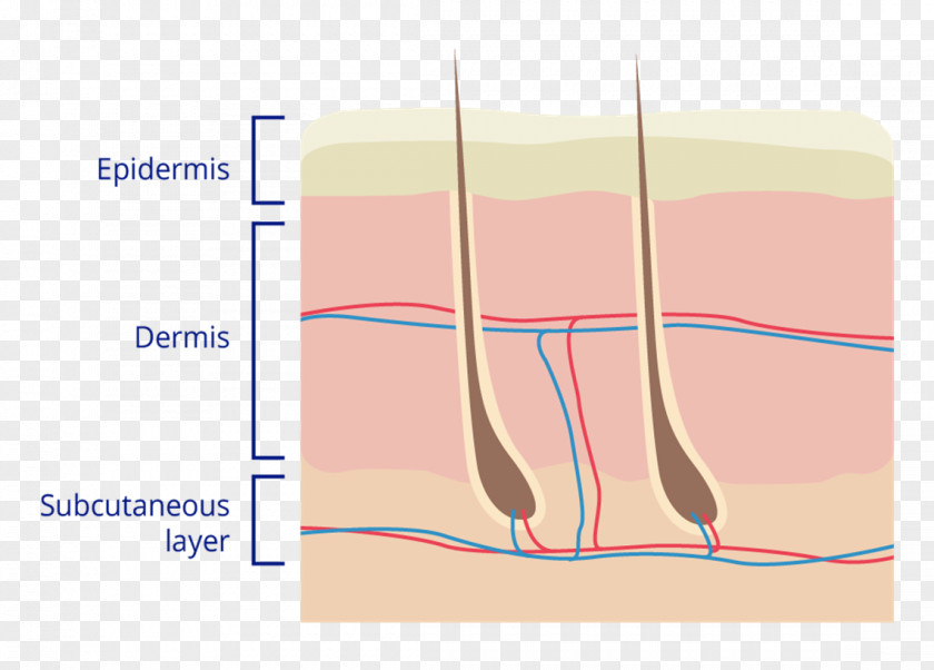 Dermis Finger Human Skin Diagram Anatomy PNG