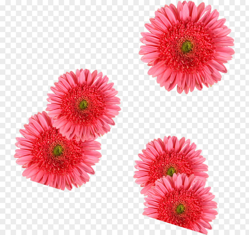 Flower Cut Flowers Transvaal Daisy Stock Photography PNG