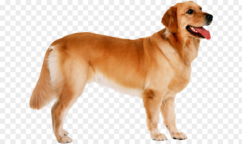 Golden Retriever The Puppy Dog Breed PNG