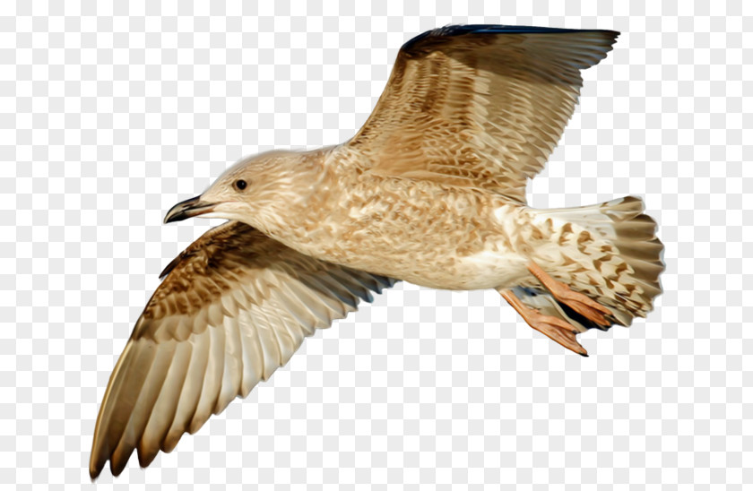 Bird European Herring Gull Hawk Image Flight PNG