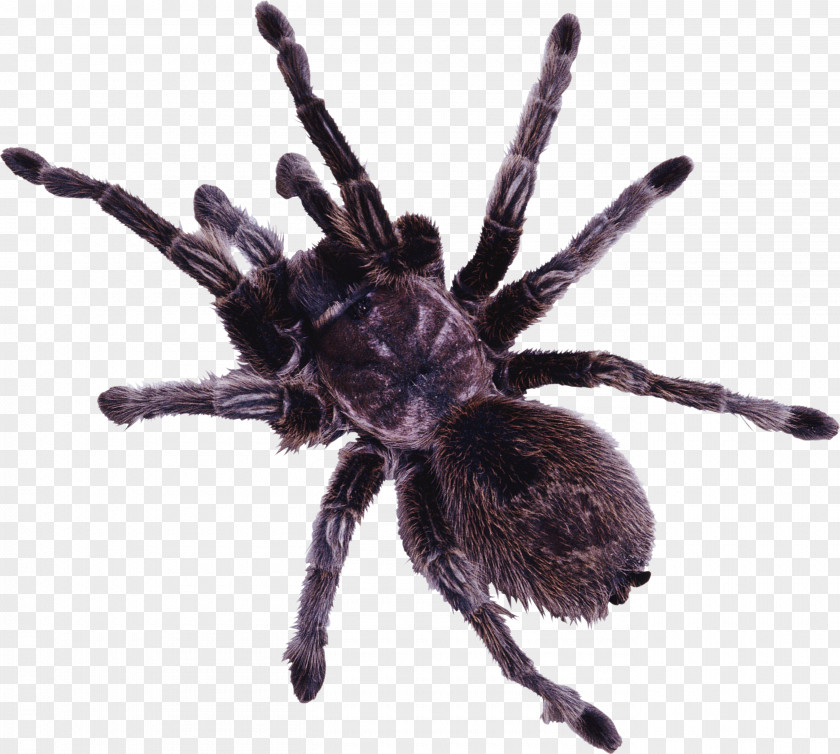 Black Widow Spider Web Eight Legs Clip Art PNG
