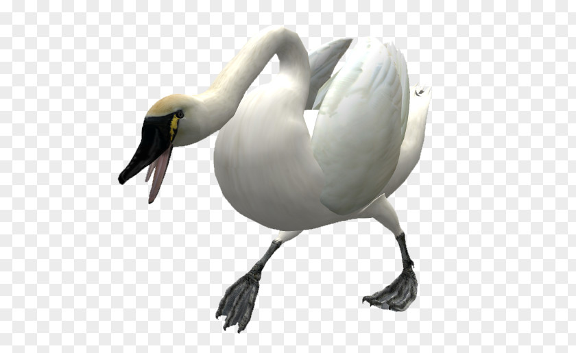 Duck Goose Bird Mute Swan Cygnini PNG