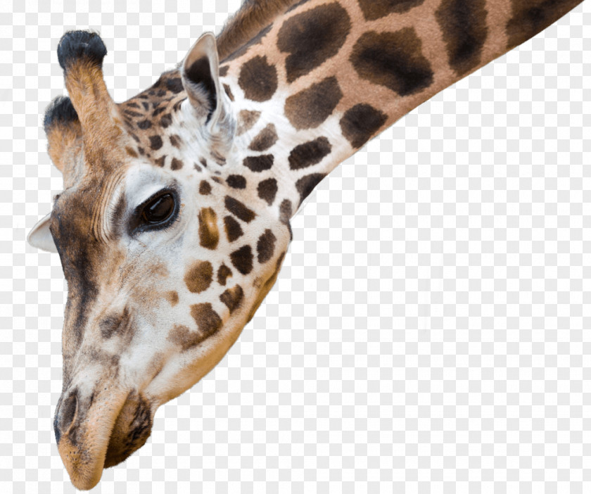 Foreground Tree National Zoo & Aquarium African Wild Dog Reticulated Giraffe Northern Animal Antics A PNG