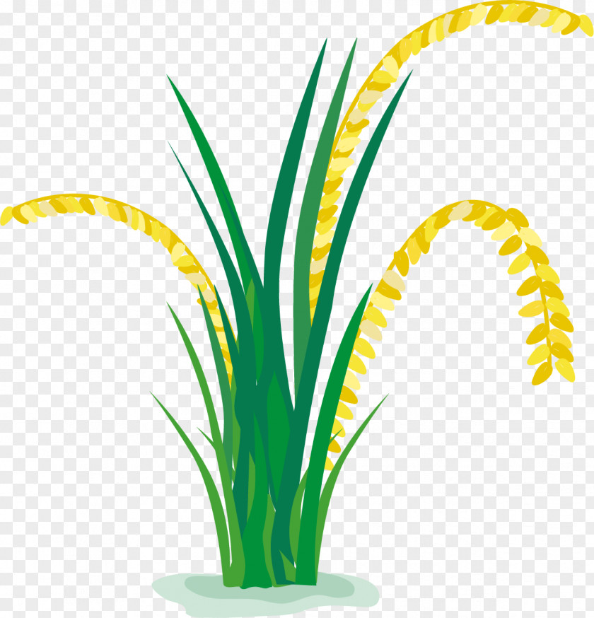 Rice In A Cartoon Paddy Field PNG
