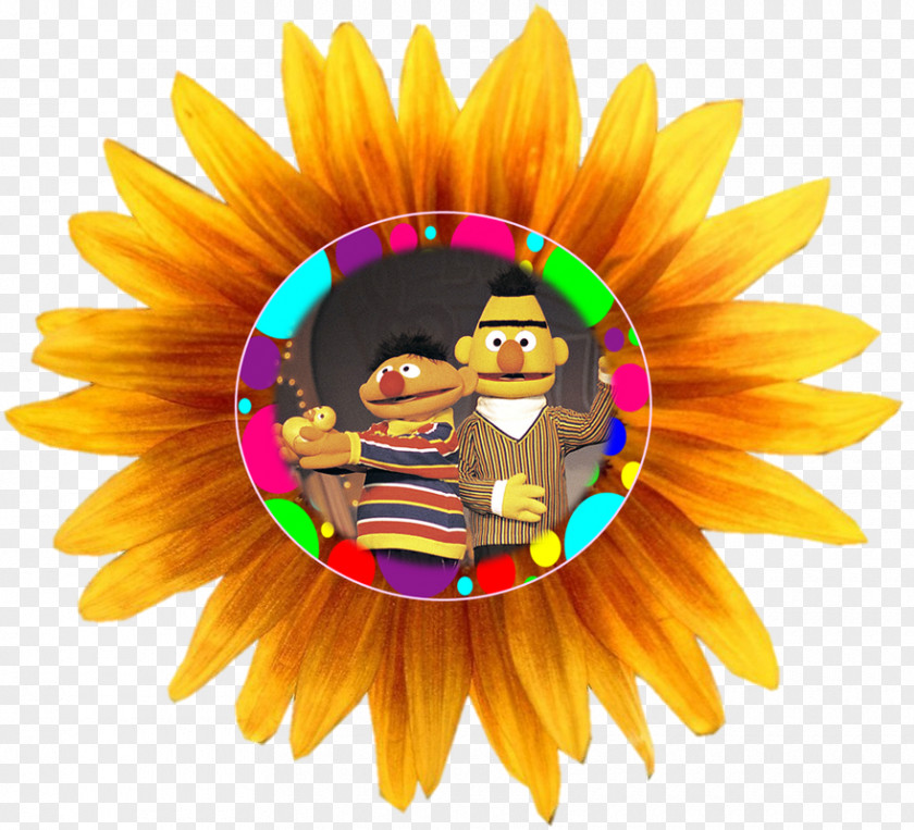 Common Sunflower Clip Art PNG