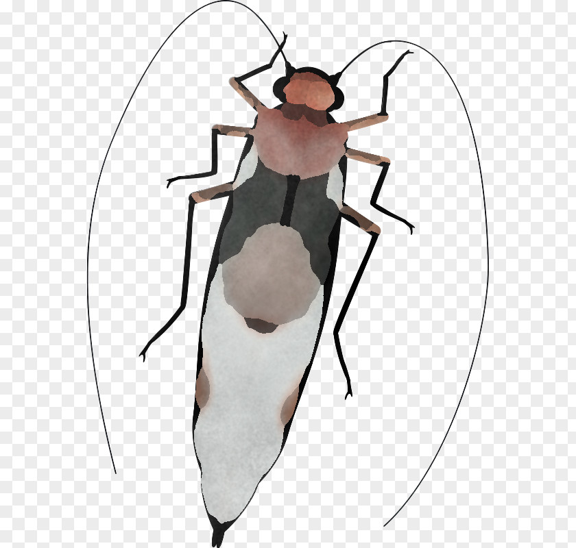 Insect Shoulder Pest Blister Beetles Cockroach PNG
