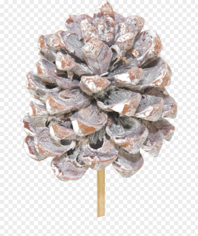 Pinus Pinea Pine Family PNG