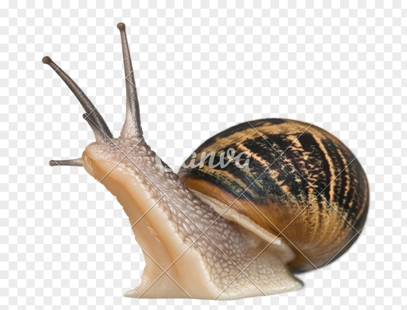 Snails Cornu Aspersum Burgundy Snail Gastropods Pet PNG