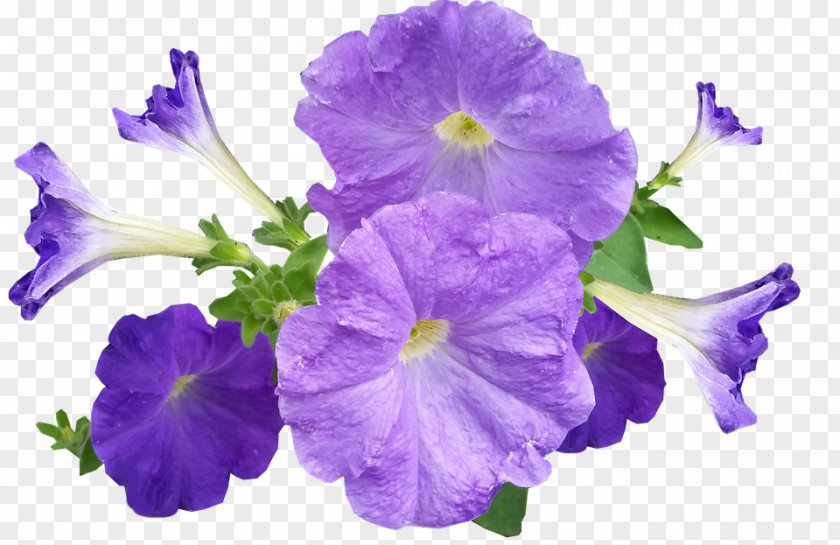 Violet Petunia Flower PNG
