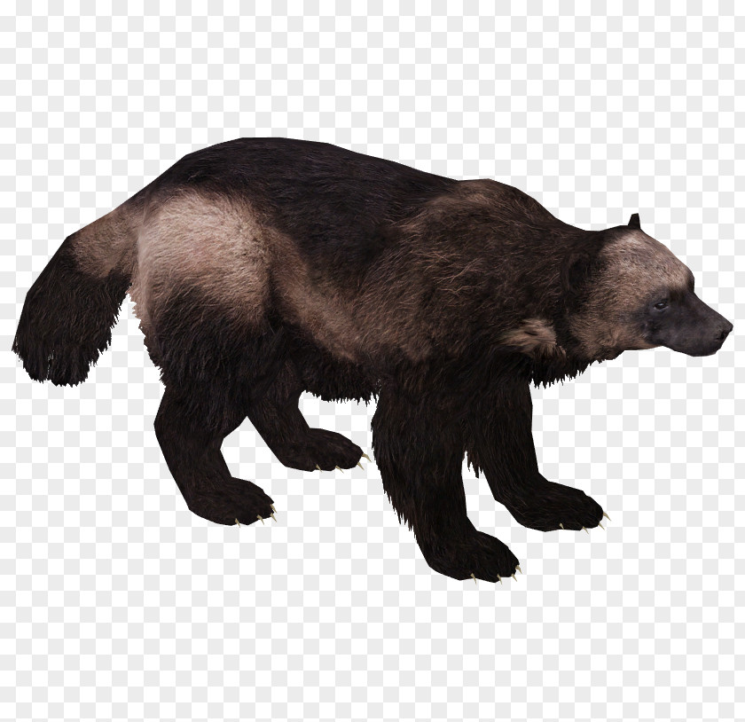 Wolverine Brown Bear American Black PNG