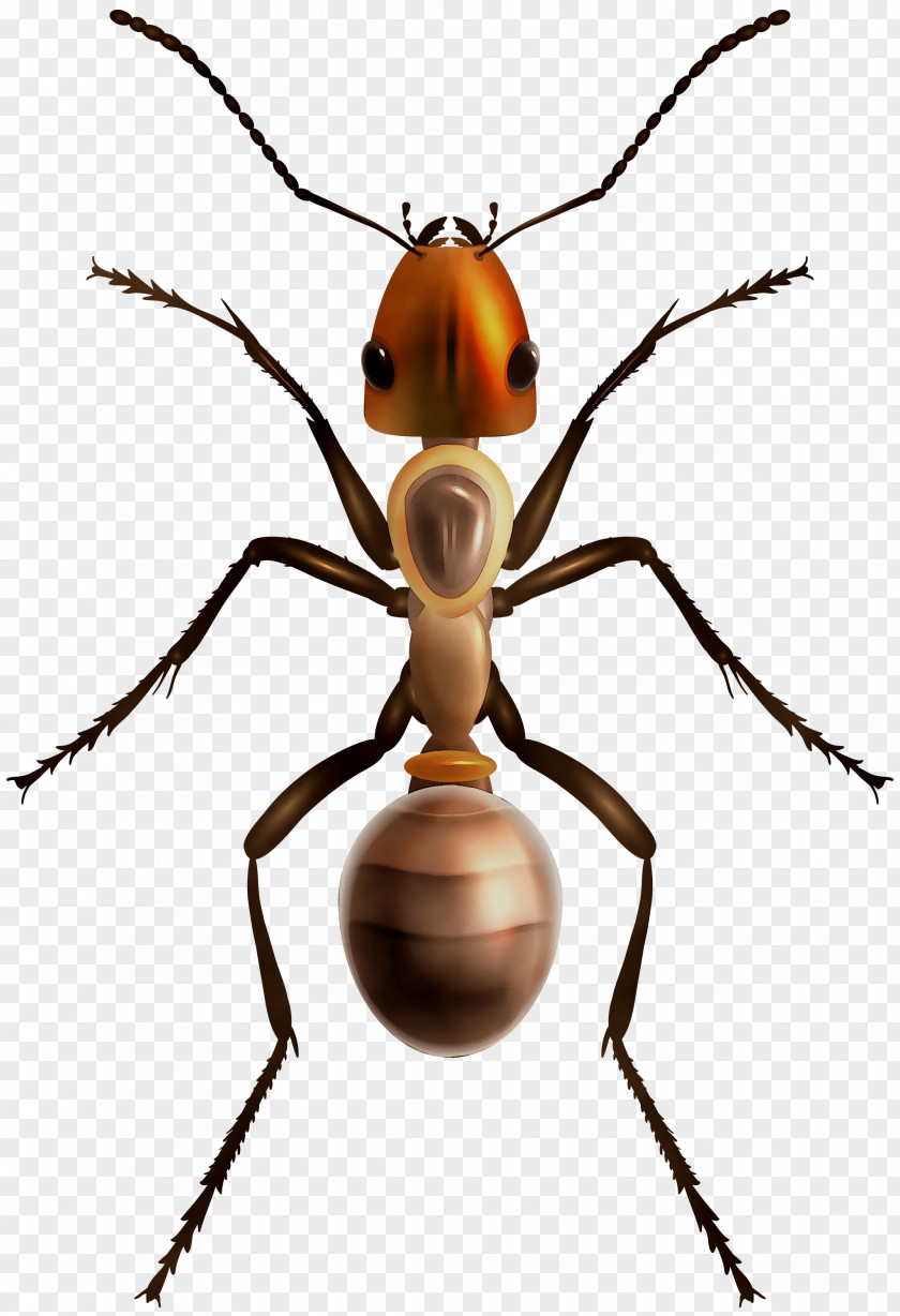 Ant Vector Graphics Clip Art Insect Stock Photography PNG
