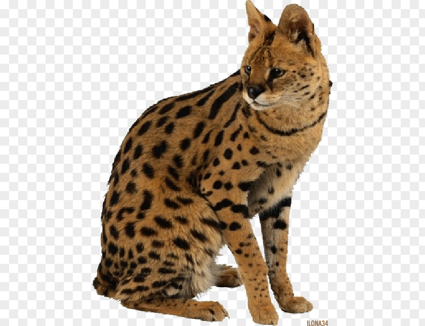 Leopard Cat Tiger Giraffe Savannah PNG