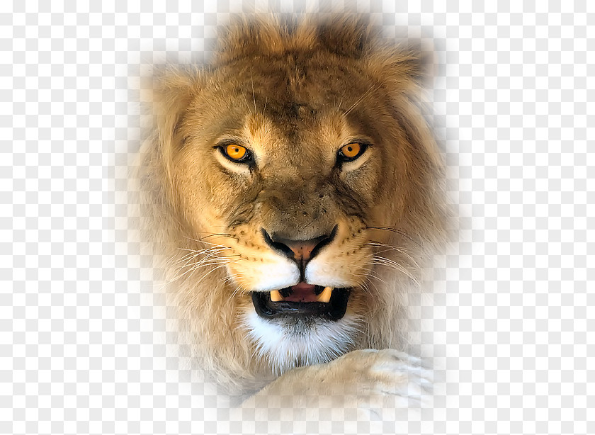 Lion Clip Art PNG