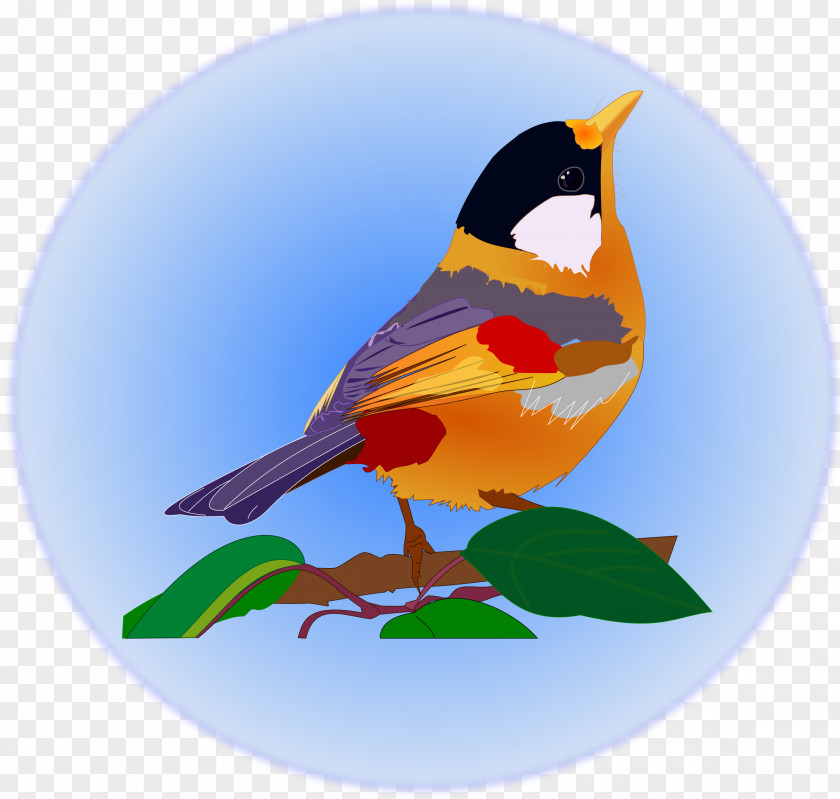 Multicolor Bird Animal Clip Art PNG