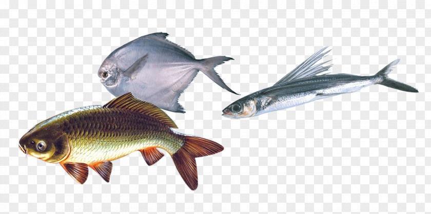 Sea Bream Fish As Food Steak Seafood PNG