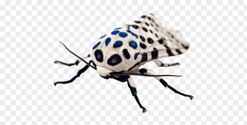 Chuồn Giant Leopard Moth Insect Arctiidae PNG