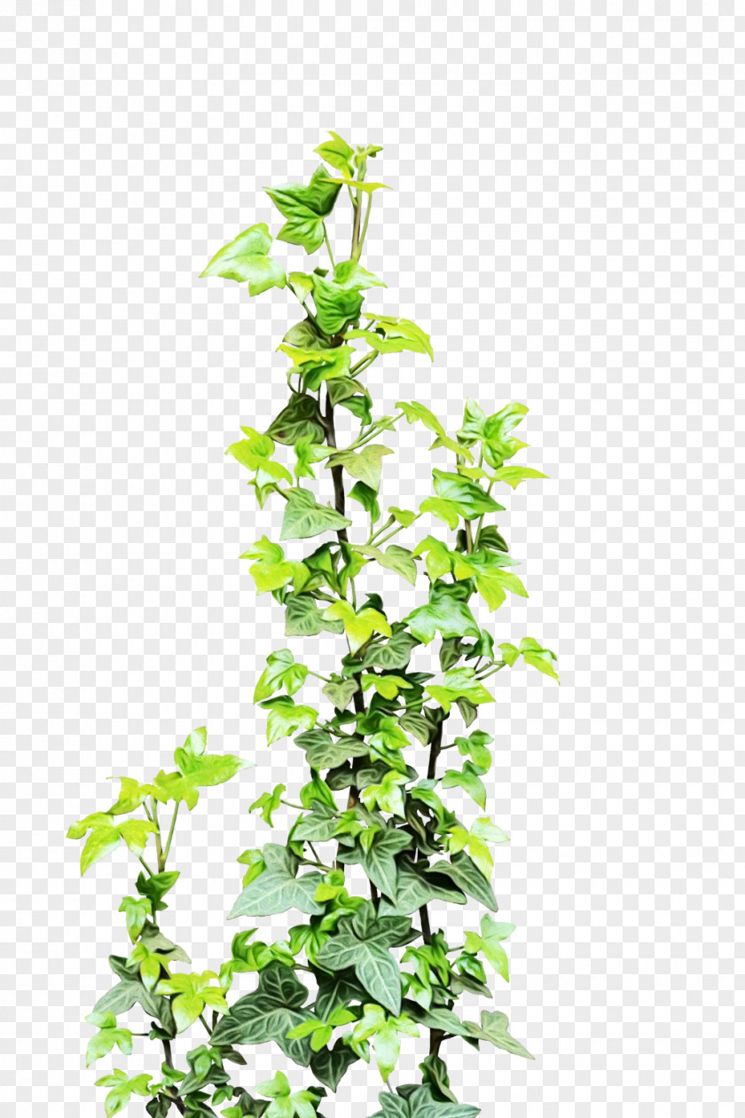 Common Ivy Vine Leaf Illustration Drawing PNG