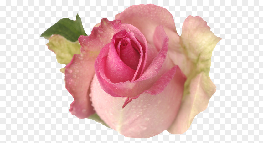 Peach Rose Garden Roses Cabbage Floribunda Cut Flowers Petal PNG