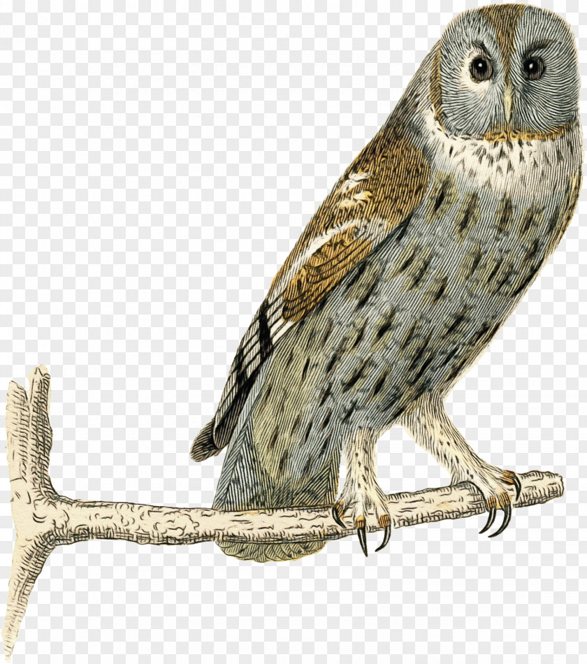 Wildlife Great Grey Owl Bird Of Prey Beak Peregrine Falcon PNG