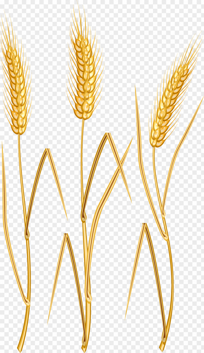 Cartoon Wheat Oat Download Clip Art PNG