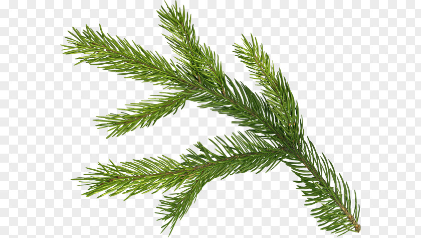 Christmas Spruce Fir Pine Advent Wreath PNG