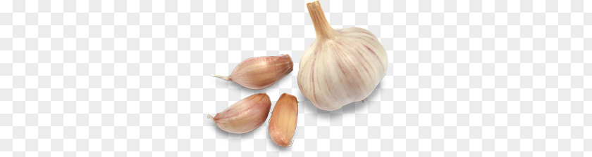 Garlic PNG clipart PNG