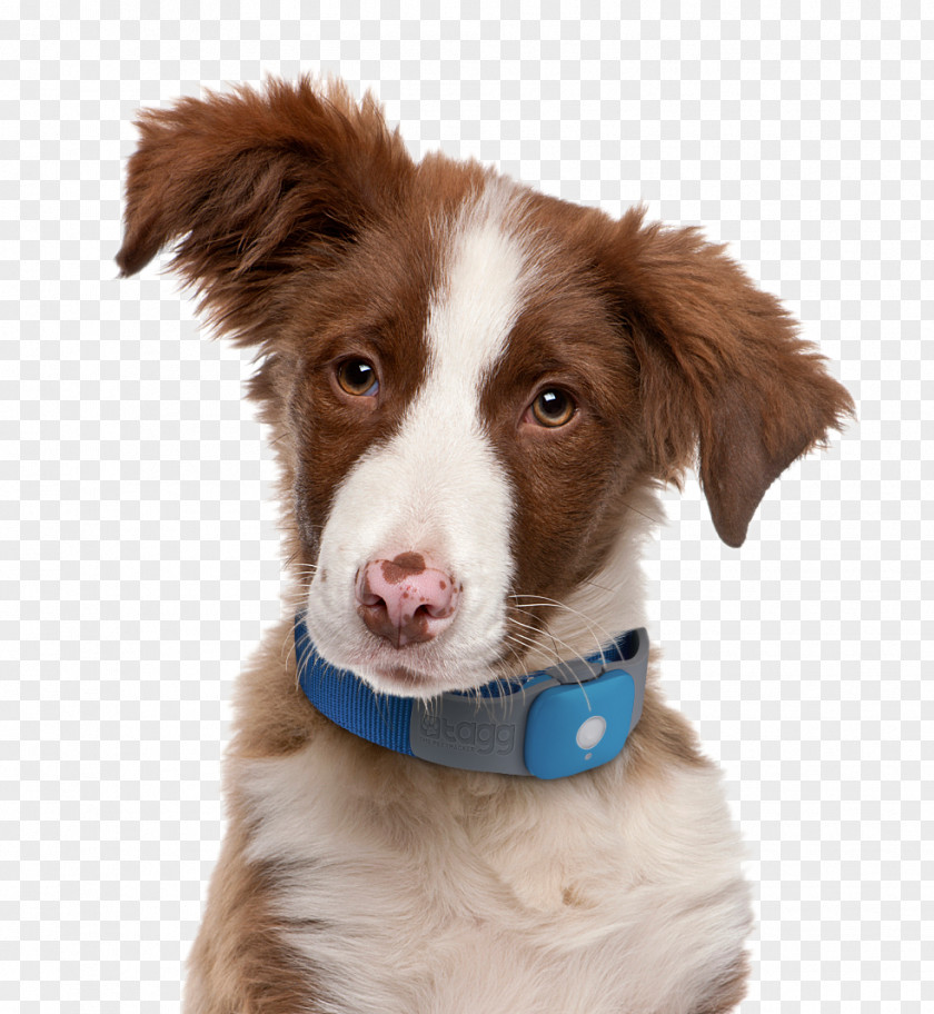 Puppy Decoding Your Dog: Explaining Common Dog Behaviors And How To Prevent Or Change Unwanted Ones Border Collie Bark PNG