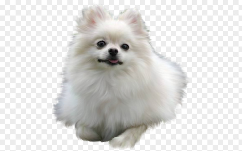 Puppy Pomeranian Maltese Dog Chow Border Collie PNG