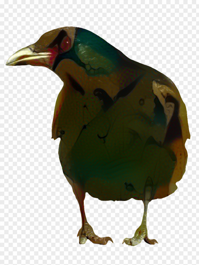 Songbird Perching Bird Cartoon PNG