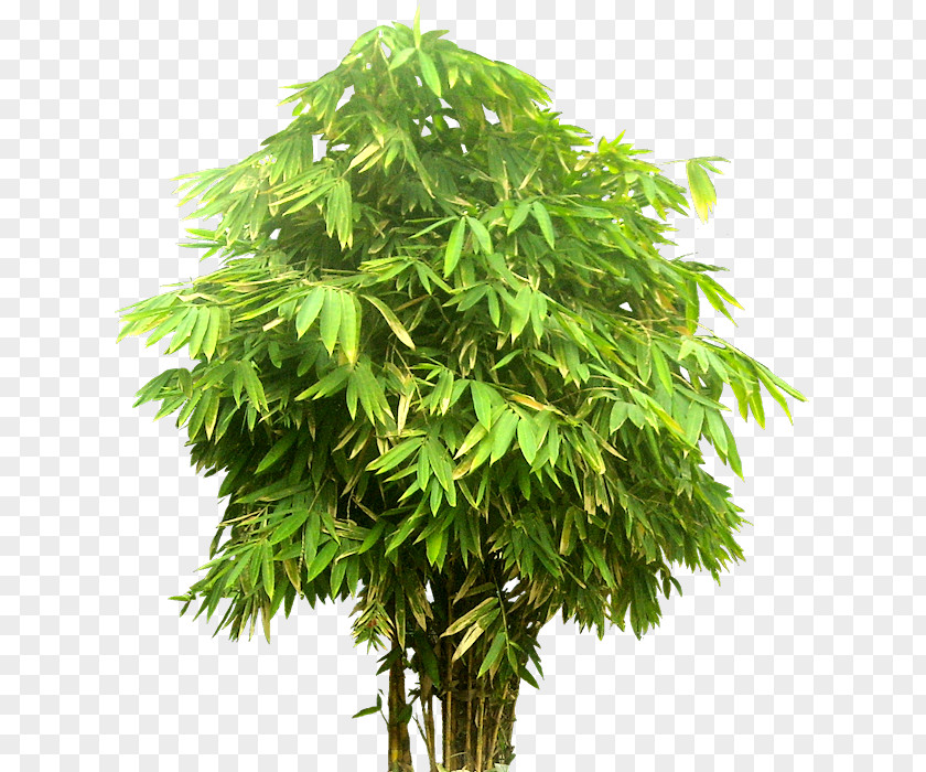 Bamboo Tree PNG