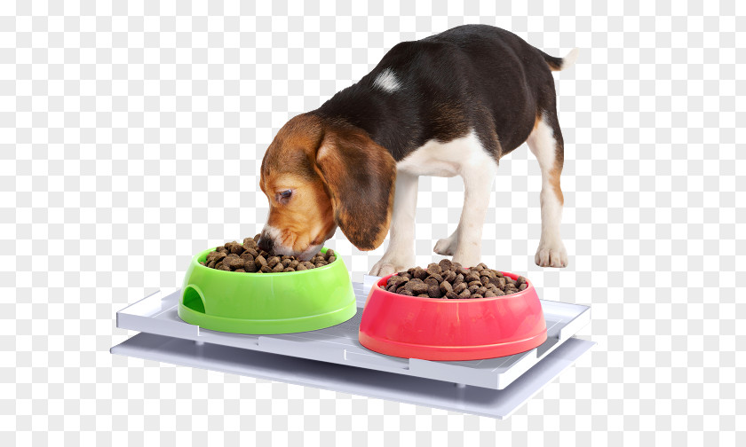 Cat Food Dog Ant Insect PNG