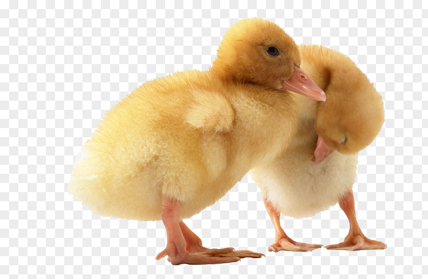 Cute Ducks Domestic Duck Bird Dog PNG