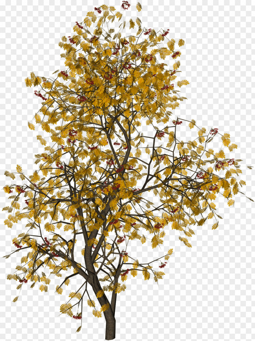 Golden Leaves Tree Photography Juglans PNG