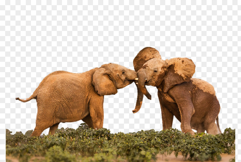 Laptop Indian Elephant African Desktop Wallpaper PNG