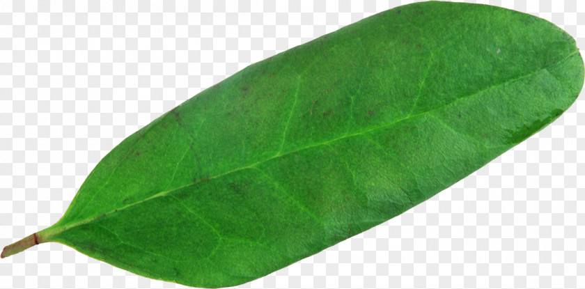 Leaf Plant Pathology Green PNG