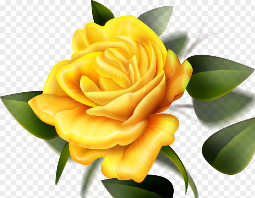 Lily Rose Yellow Flower Desktop Wallpaper Color PNG