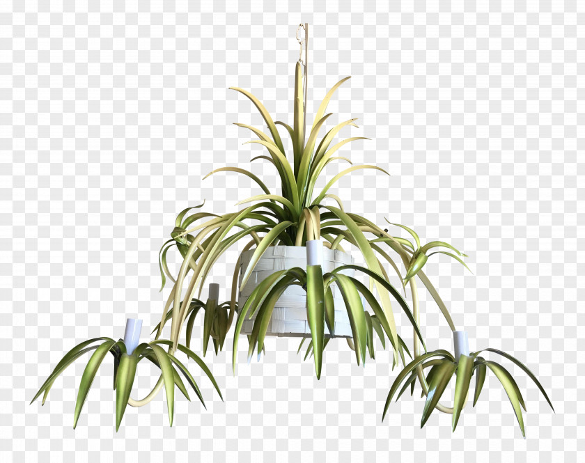 Plant Chandelier Furniture Chlorophytum Comosum Stem PNG