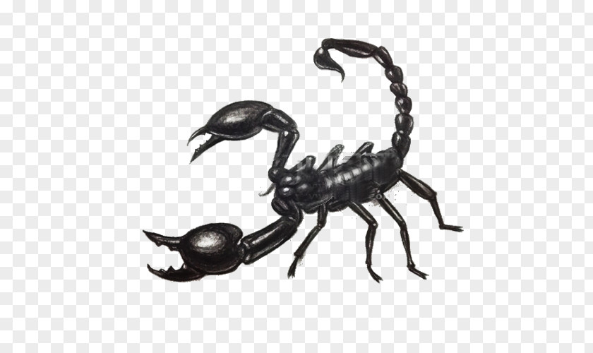 Sketch Scorpion Drawing Scorpio Maurus Painting PNG