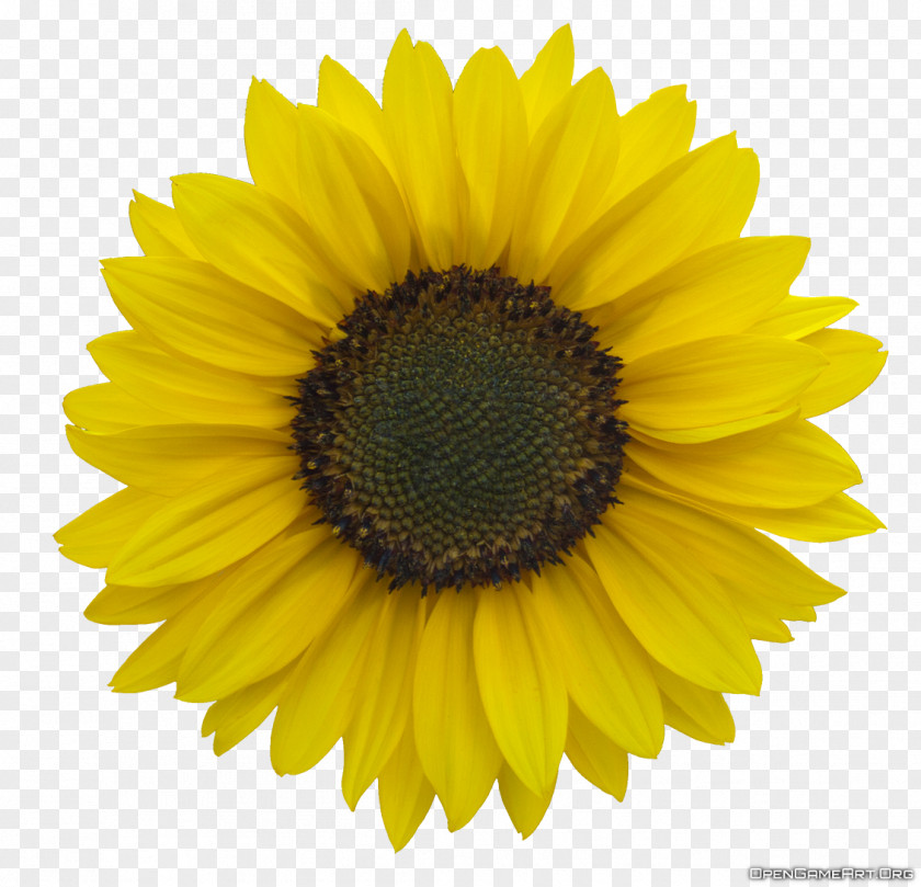 Sunflower Oil Common Royalty-free Clip Art PNG