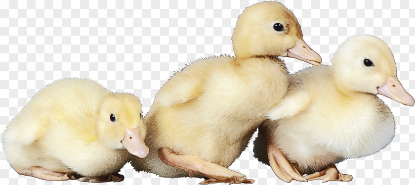 Bird Duck Water Ducks, Geese And Swans Beak PNG